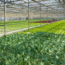 Acondicionamiento De Instalaciones En Horticultura Y Floricultura